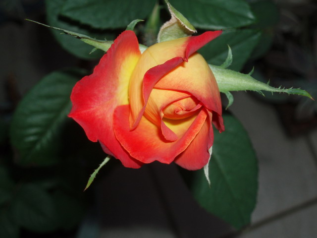 2006--12-25--照片 162.jpg