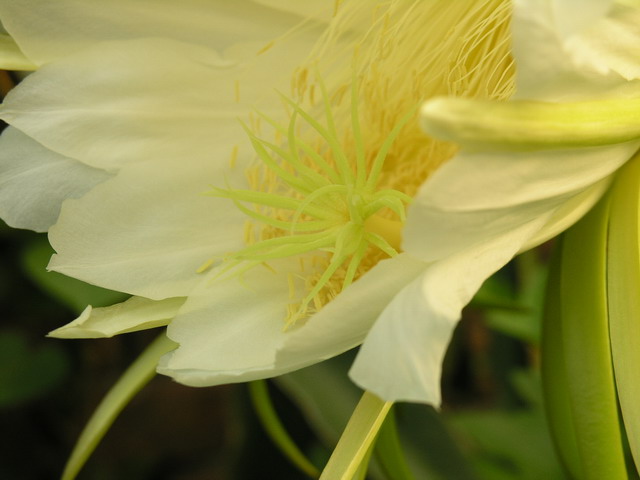 p8142158gv0.jpg