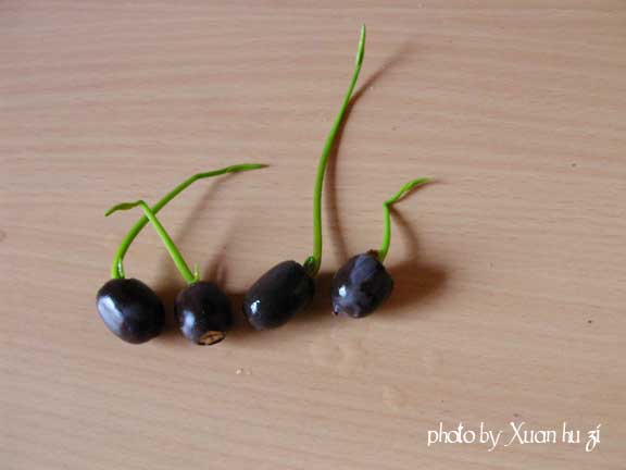 隔天就兩顆發芽囉，<br />這是第三天發芽...五顆敷出四株芽
