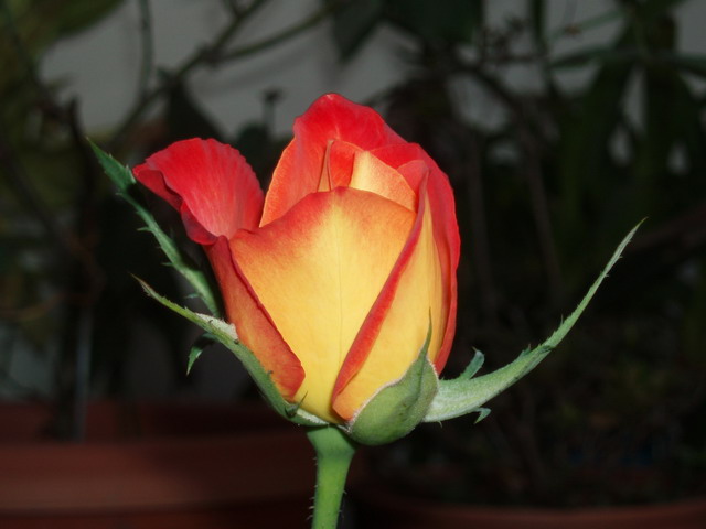 2006--12-25--照片 160.jpg