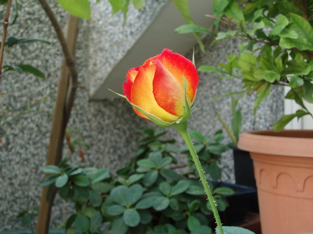 2006--12-25--照片 157.jpg