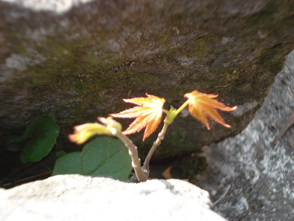 DSC03830.JPG