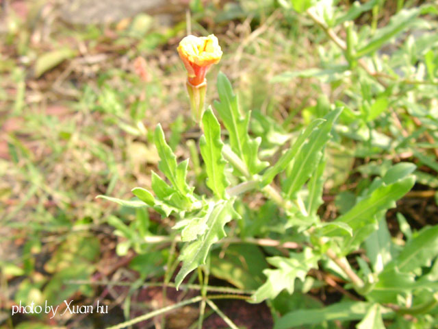 SANY0022拷貝.jpg