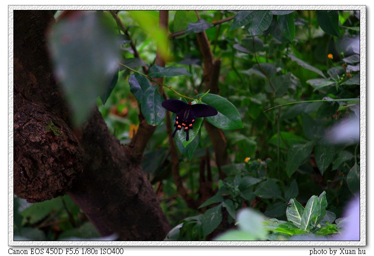 IMG_2021-C.jpg
